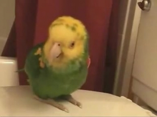 talking parrot look