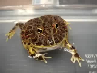 biting toad