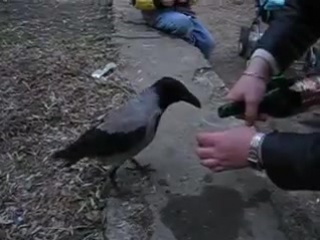 the crow was drunk with wine =)))