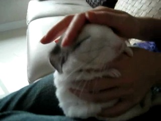 chinchilla enjoys a massage