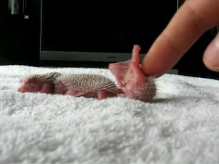 newborn hedgehogs